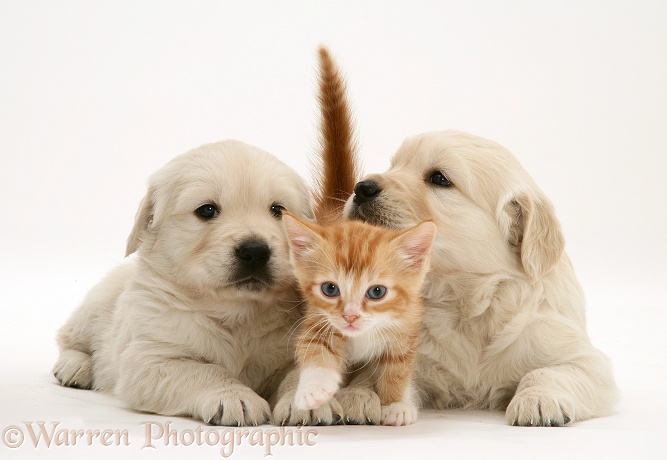 Red tabby kitten with Golden Retriever pups, white background