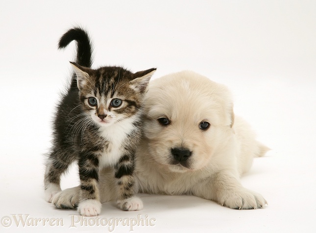 Tabby kitten and Golden Retriever pup, white background
