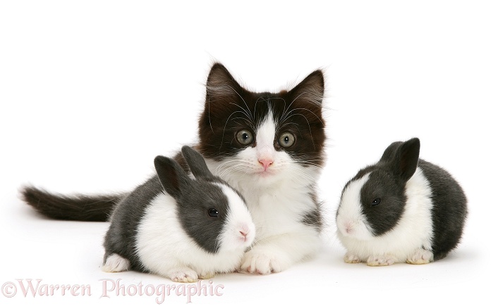 Black-and-white kitten with baby blue Dutch rabbits, 3 weeks old, white background
