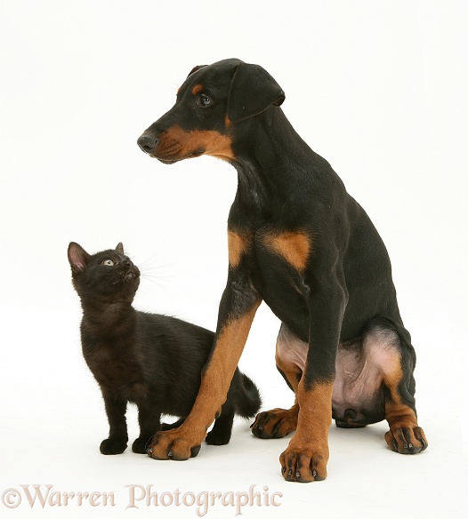 Doberman Pinscher pup meets a black kitten, white background