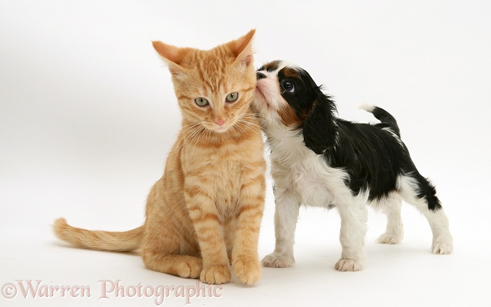 Cavalier King Charles Spaniel pup with ginger cat, white background