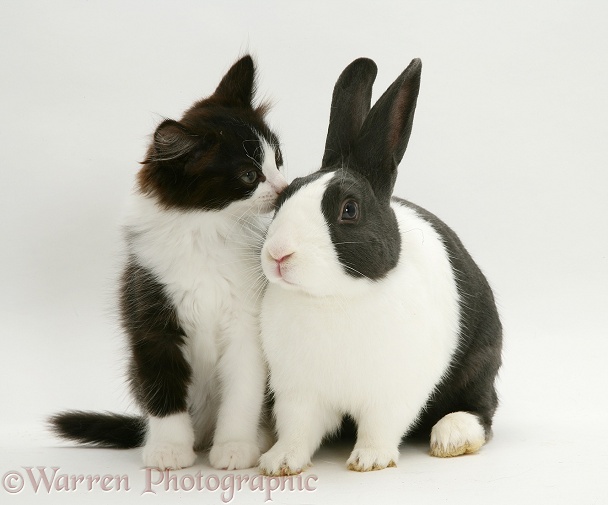 Black Dutch rabbit with black-and-white kitten Felix, white background