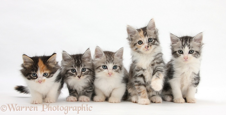 Five Maine Coon-cross kittens, 7 weeks old, white background