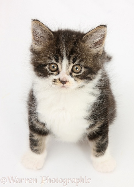 Tabby-and-white kitten looking up, white background
