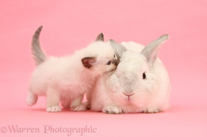 White kitten and white rabbit on pink background