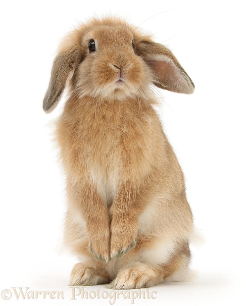 Sandy Lop rabbit standing up on haunches, white background