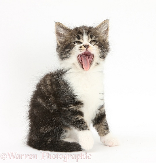 Tabby-and-white kitten yawning, white background