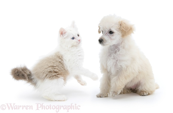 Miniature Apricot Poodle pup and playful Birman x Ragdoll kitten, Willow, 11 weeks old, white background
