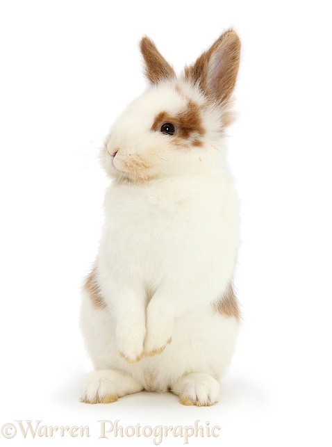 Young brown-and-white rabbit, white background