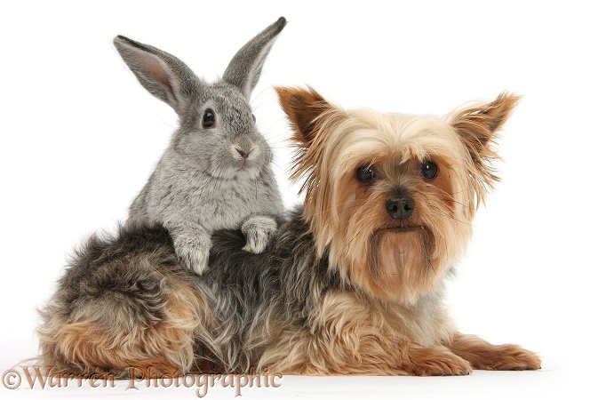 Yorkshire Terrier, Buffy, and young silver rabbit, white background