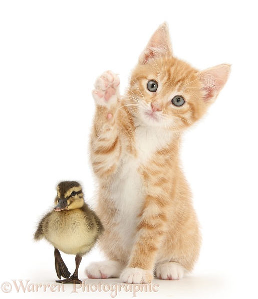 Ginger kitten, Tom, 8 weeks old, and Mallard duckling, white background