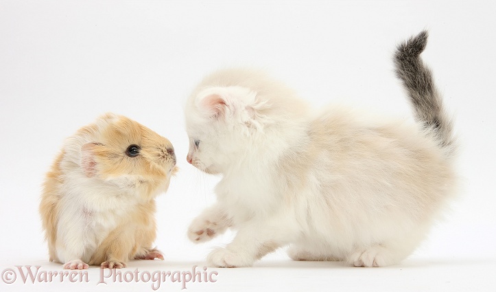 Ragdoll-cross kitten and baby Guinea pig, white background