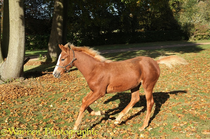 Warmblood foal Ciel trotting