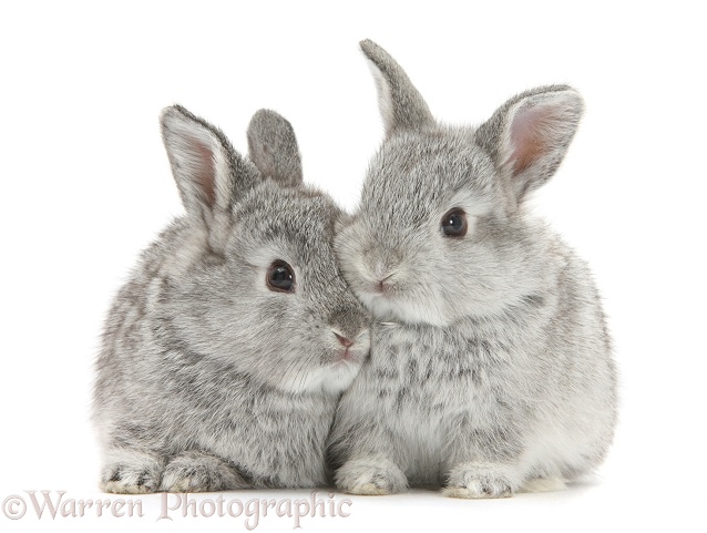 Two baby silver rabbits, white background
