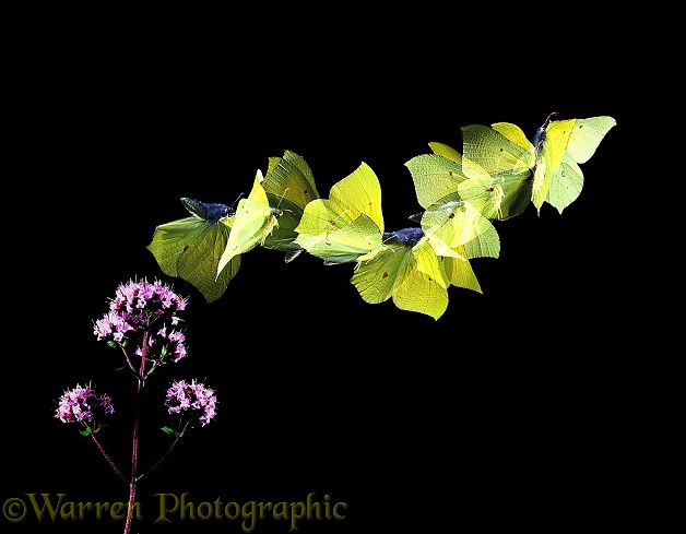 Brimstone Butterfly (Gonepteryx rhamni) male taking off