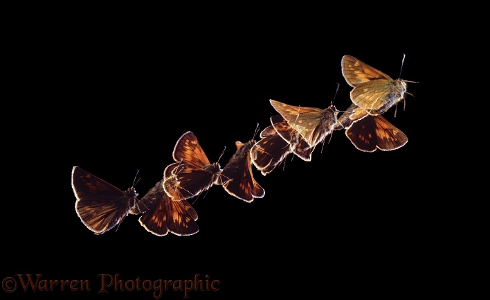 Large Skipper Butterfly (Ochlodes venata) taking off