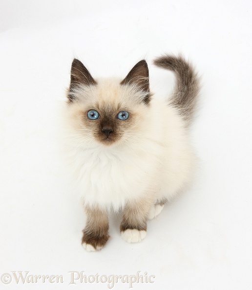 Birman-cross kitten looking up, white background