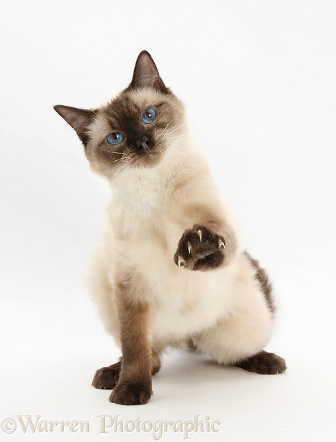 Birman-cross cat with one paw raised, white background