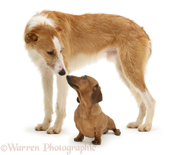 Red smooth-haired Miniature Dachshund bitch and Lurcher, Kipling, white background