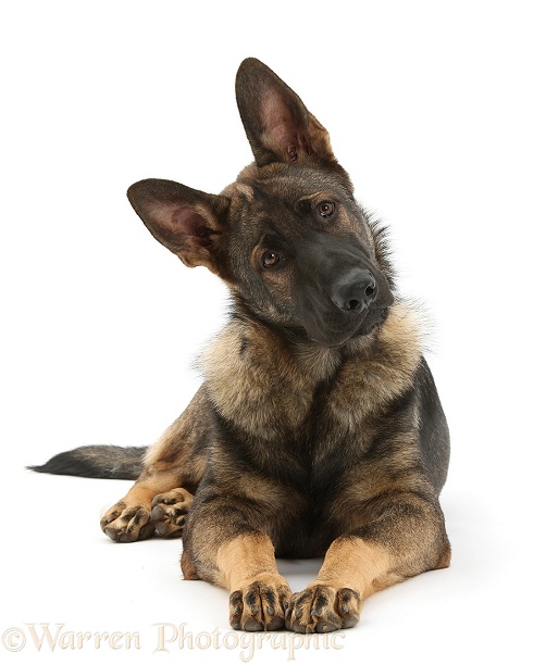 German Shepherd Dog, Buster, looking inquisitively with tilted head, white background