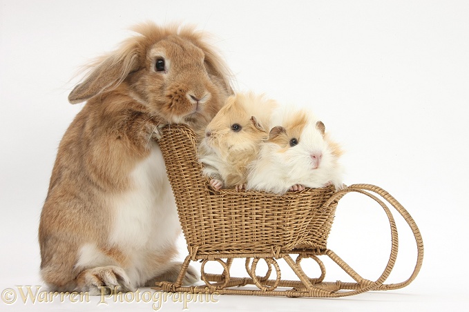 Sandy Lop rabbit pushing two young Guinea pigs in a wicker toy sledge, white background