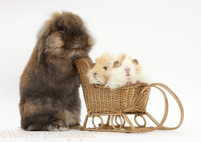 Lionhead-cross rabbit pushing two young Guinea pigs in a wicker toy sledge, white background