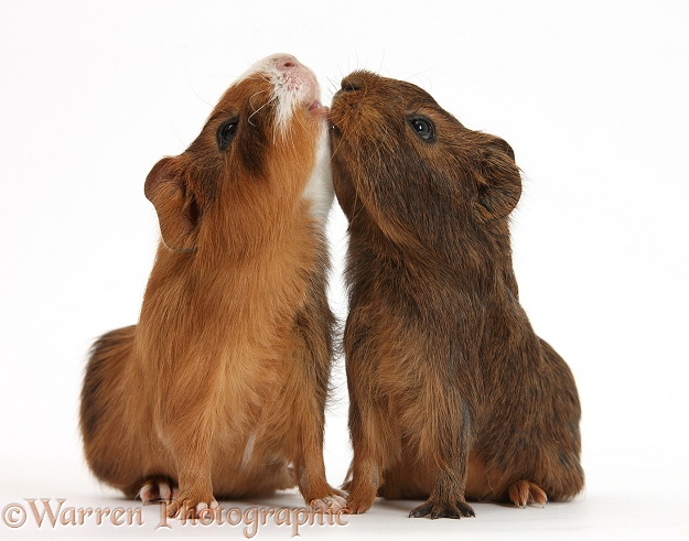 Young red agouti Guinea pigs reaching up, white background