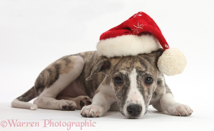 Brindle-and-white Whippet pup, Cassie, 9 weeks old, wearing a Father Christmas hat, white background