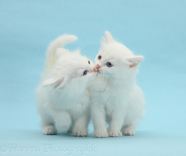 Two white kittens kissing on blue background