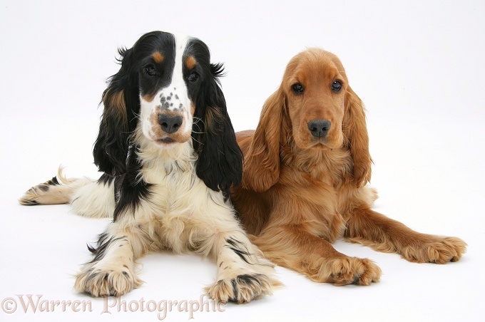 Red/Golden and tricolour English Cocker Spaniels, white background