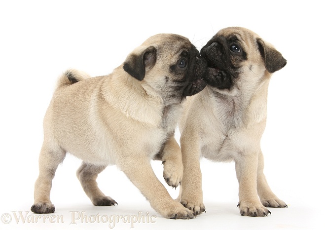Two Pug pups, mouth wrestling, white background