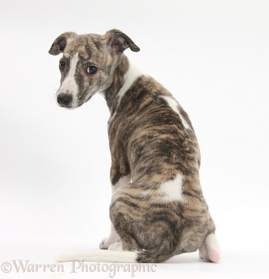 Brindle-and-white Whippet pup, Cassie, 9 weeks old, looking over her shoulder, white background