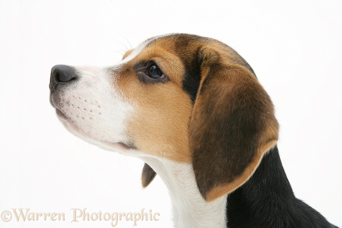 Beagle pup, Florrie, 4 months old, white background