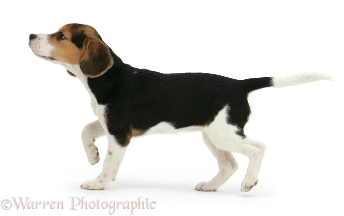 Beagle pup, Florrie, 4 months old, sniffing the air, white background