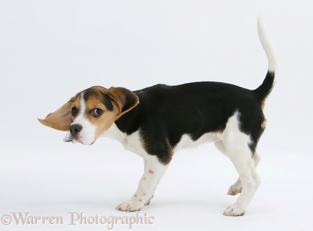 Beagle pup, Florrie, 4 months old, suddenly looking round, white background