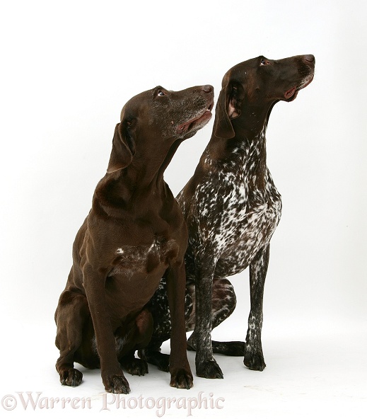 Two German Pointers, white background