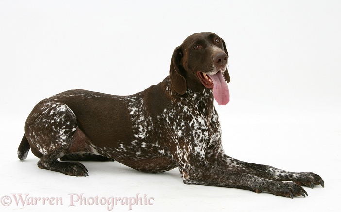 German Pointer bitch, lying with head up, white background