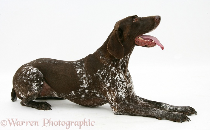 German Pointer bitch, lying with head up, white background
