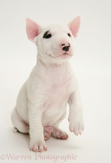 Miniature English Bull Terrier pup, 6 weeks old, white background