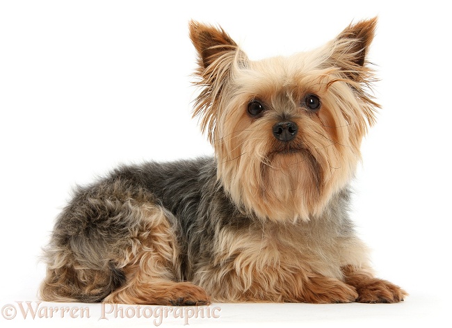 Yorkshire Terrier, Buffy, white background
