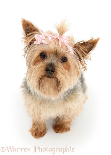 Yorkshire Terrier, Buffy, with a bow in her hair, white background