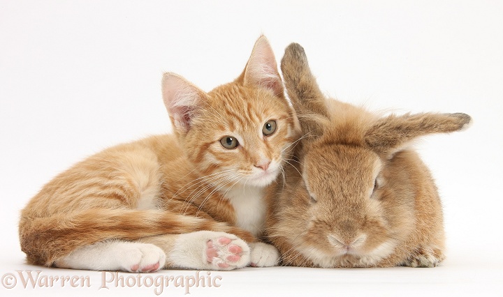 Ginger kitten, Tom, 3 months old, with Sandy Lionhead-cross rabbit, Tedson, white background