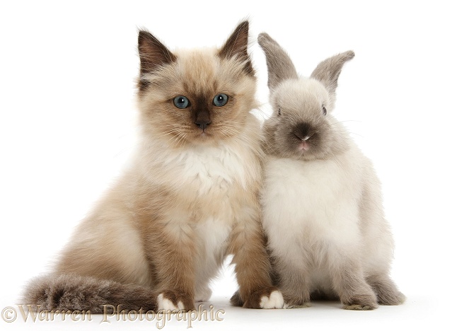 Ragdoll-cross kitten and young Colourpoint rabbit, white background