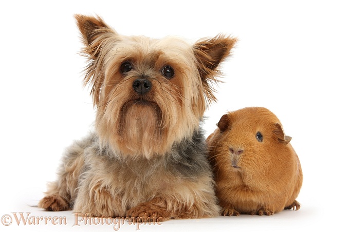 Yorkshire Terrier, Buffy, and red Guinea pig, white background