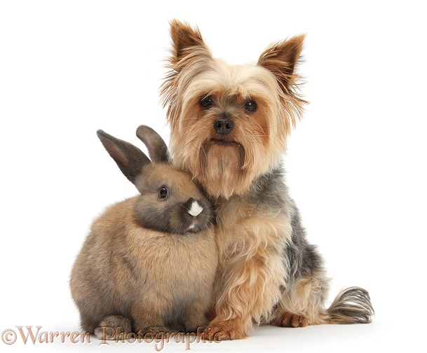 Yorkshire Terrier, Buffy, and young rabbit, white background