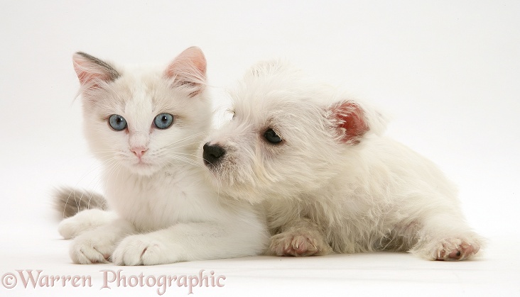 Ragdoll kitten with West Highland White Terrier pup, white background