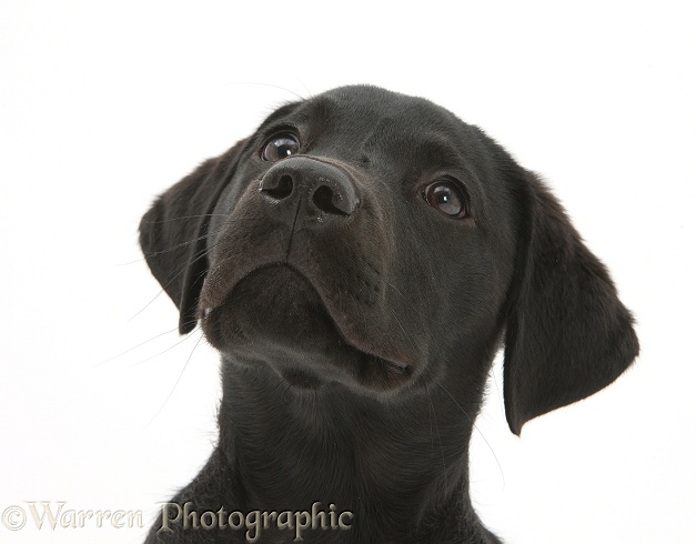 Black Labrador Retriever pup, Sam, white background