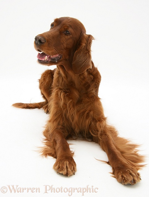 Red Setter bitch, lying with head up, white background