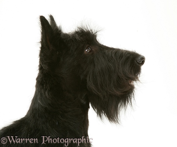 Scottish Terrier dog, Angus, white background