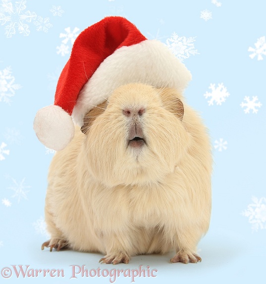 Yellow Guinea pig wearing a Santa hat, white background